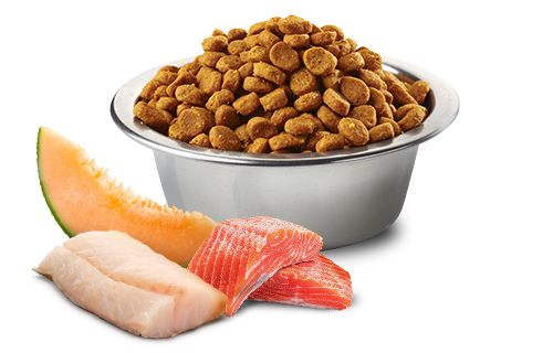Farmina N&D Ocean Salmon, Cod & Cantaloupe Melon Adult Maxi Giant Dry Dog Food