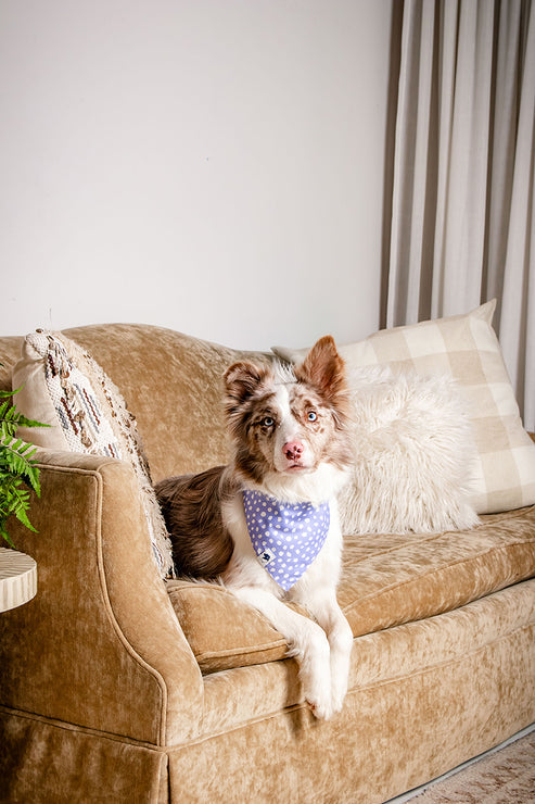Lavender Dog Bandana