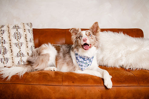 Lavender Dog Bandana