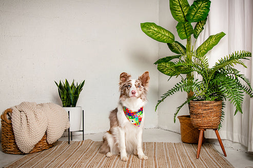 Love Wins Dog Bandana