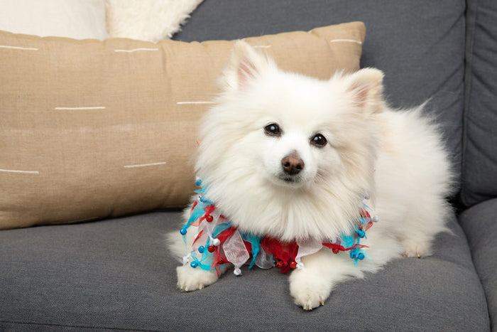 Midlee 4th of July Decorative Dog Bell Collar