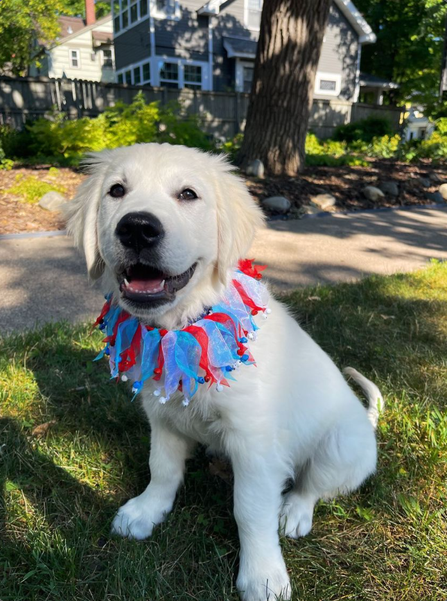 Midlee 4th of July Decorative Dog Bell Collar