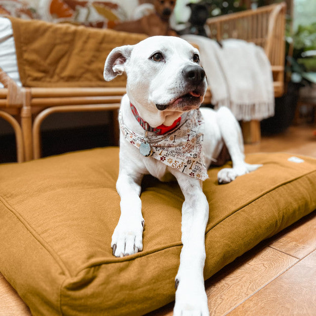 Molly Mutt Fast Car Organic Dog Bed Duvet