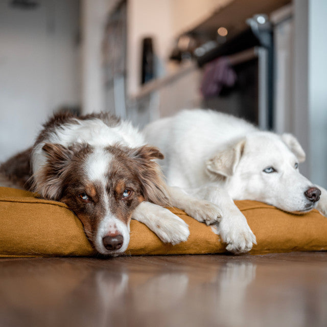 Molly Mutt Fast Car Organic Dog Bed Duvet