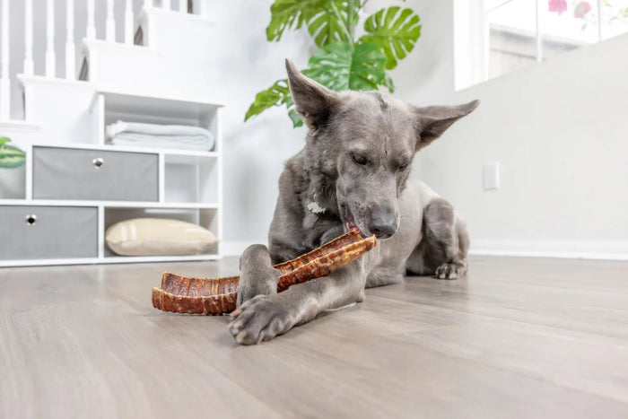 Natural Cravings USA Bison Trachea
