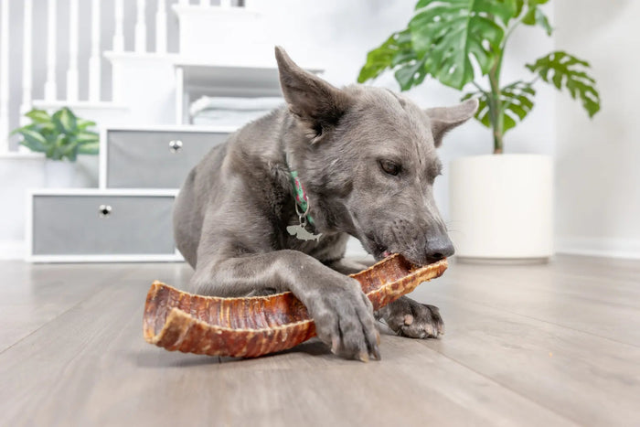 Natural Cravings USA Bison Trachea