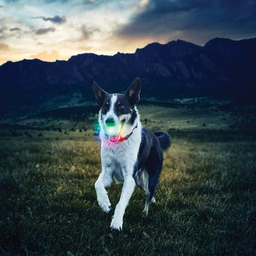 Nite Ize GlowStreak® LED Ball - Disc-O Dog Toy