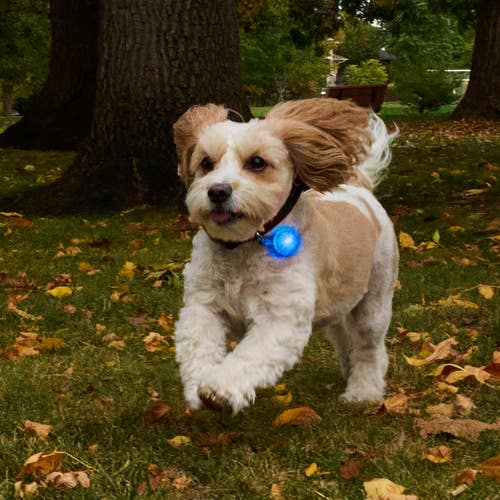 Nite Ize SpotLit® Rechargeable Collar Light