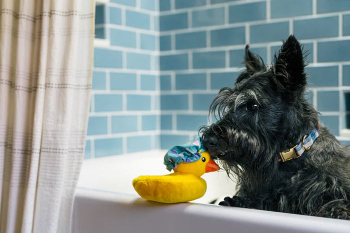 P.L.A.Y.  Splish Splash Bubbles the Duck Dog Toy