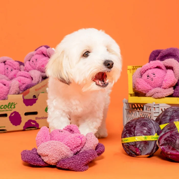 Red Cabbage Nosework Toy