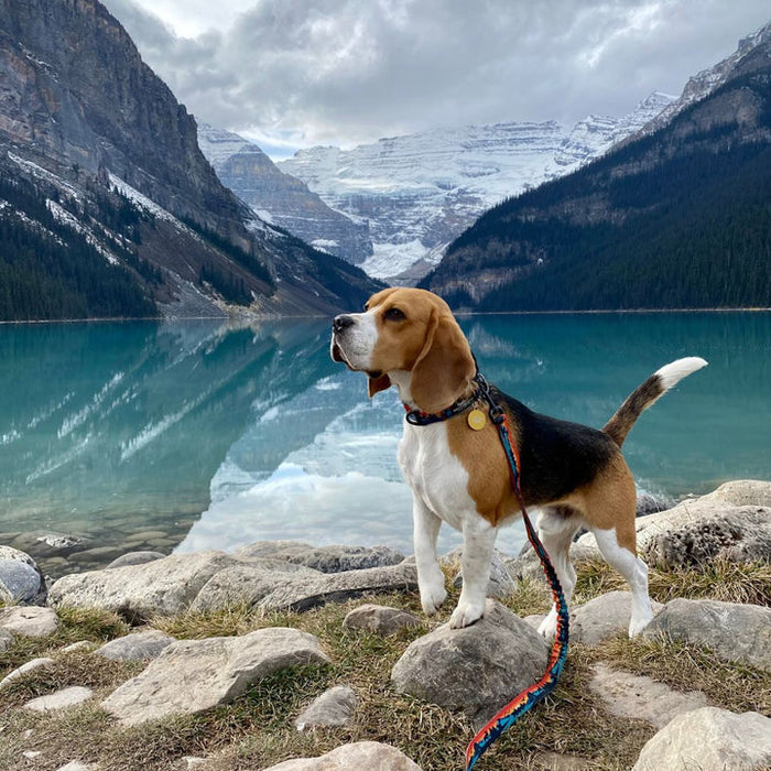 Rocky Mountain Banff Alpine Dog Collar