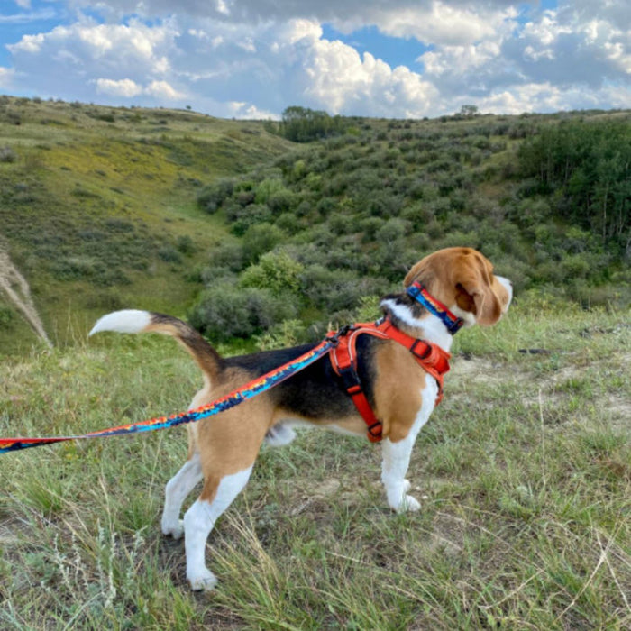 Rocky Mountain Banff Alpine Dog Collar