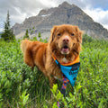 Rocky Mountain Banff Bandana for Dog