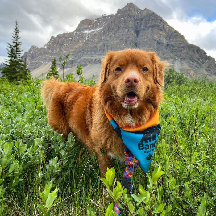 Rocky Mountain Banff Bandana for Dog