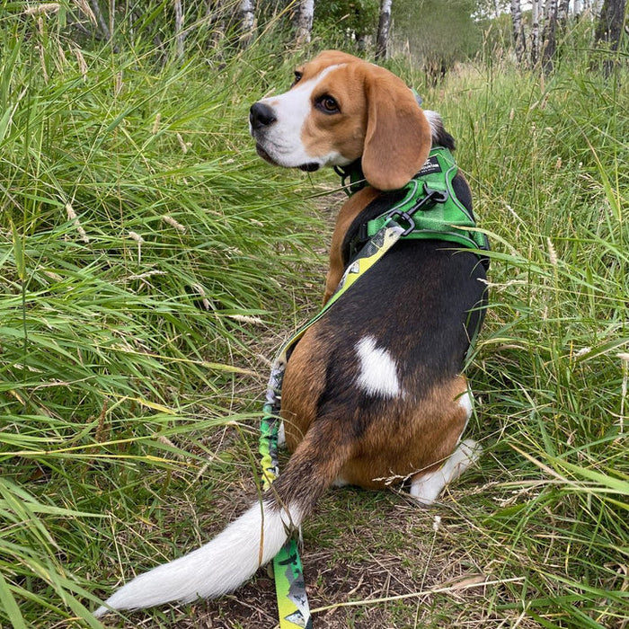 Rocky Mountain Kootenay All Mountain Dog Leash