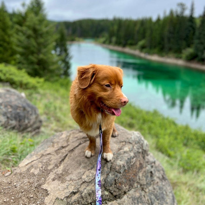 Rocky Mountain PNW All Mountain Dog Leash