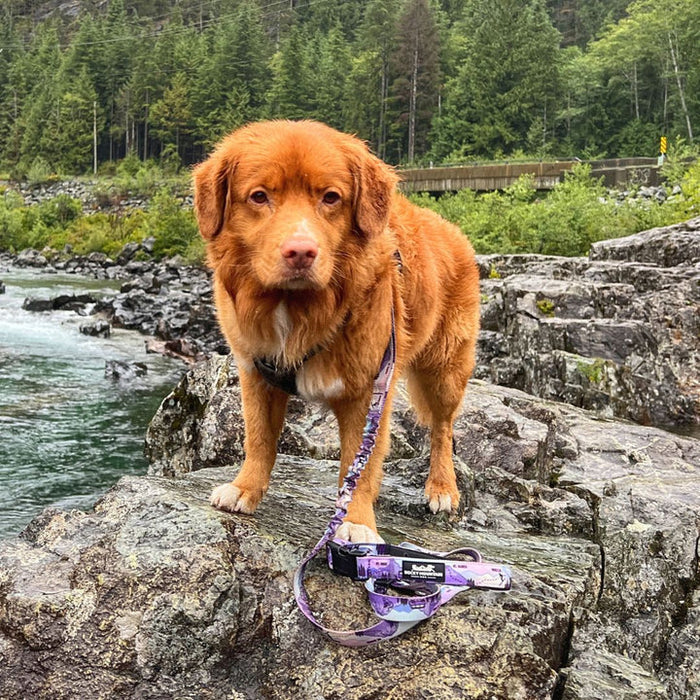 Rocky Mountain PNW All Mountain Dog Leash