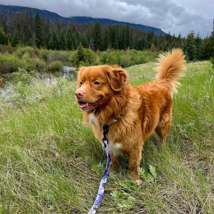 Rocky Mountain PNW All Mountain Dog Leash