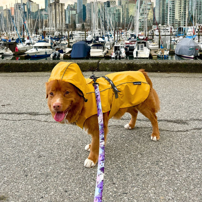 Rocky Mountain PNW All Mountain Dog Leash
