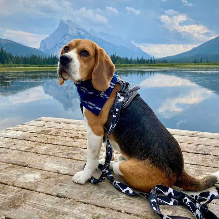Rocky Mountain The Grizzly All Mountain Dog Leash