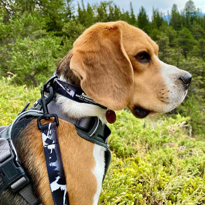 Rocky Mountain The Grizzly Alpine Dog Collar