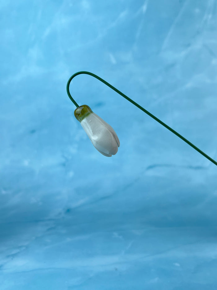 Snow Drop Flower