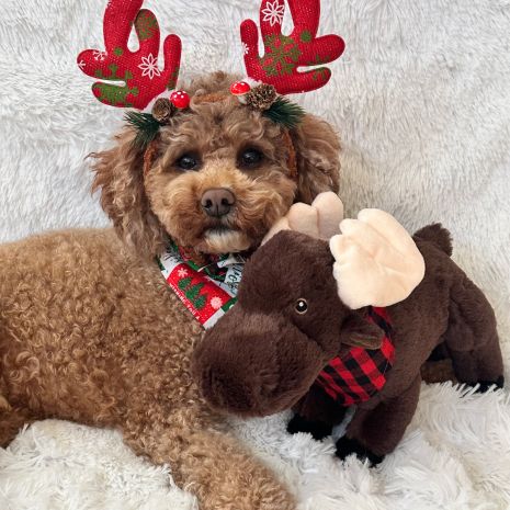 Tall Tails Animated Moose Dog Toy